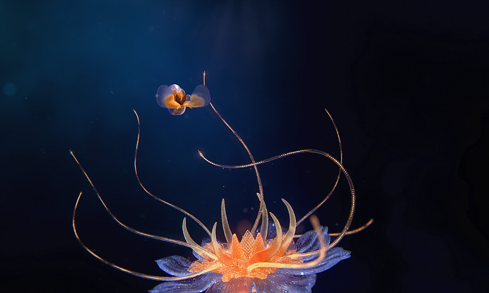 DeadlyBeauty 01 1668x1000